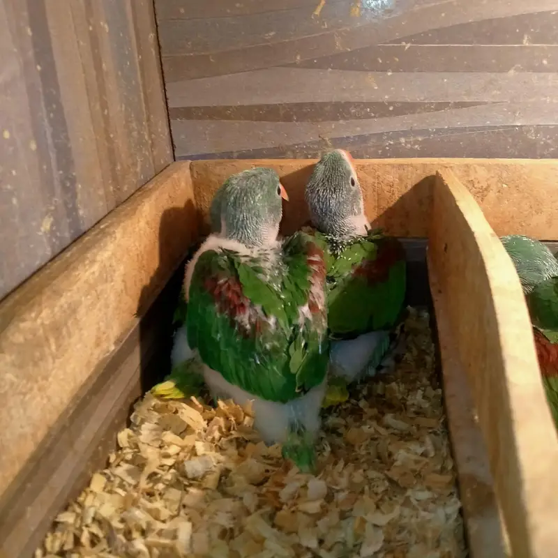 raw parrot chicks — photo 2