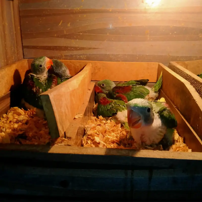 raw parrot chicks — photo 3