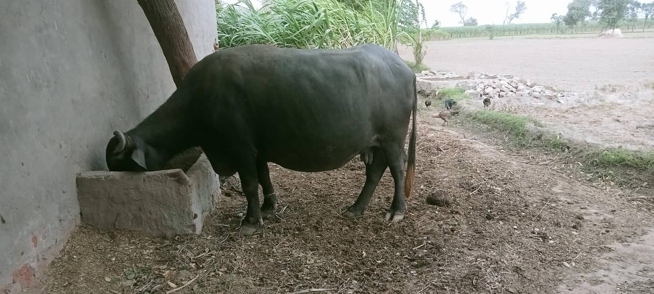 بھینس برائے فروخت 0