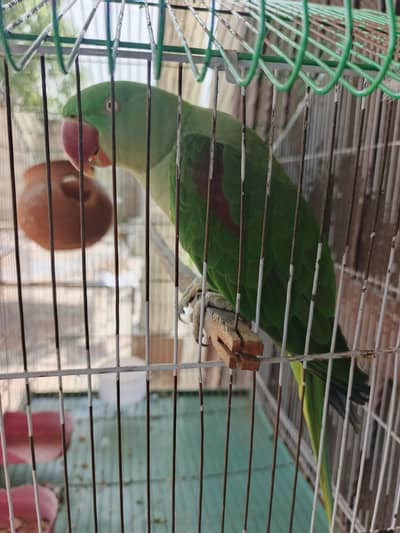 Raw female with cage Best offer