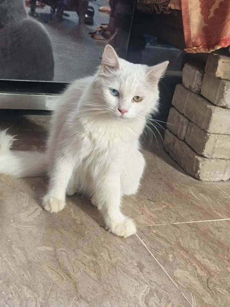 ghar ki pali hui cat hai chota bara washroom ja kr krti hai — photo 2
