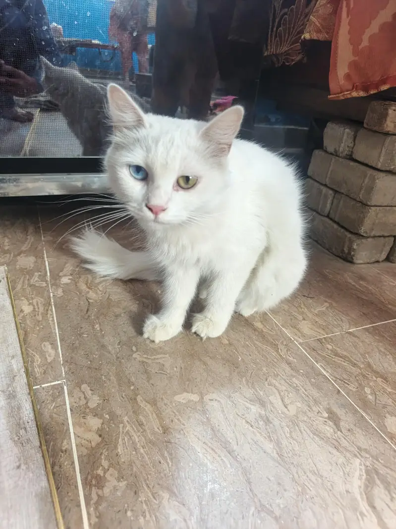 ghar ki pali hui cat hai chota bara washroom ja kr krti hai — photo 3