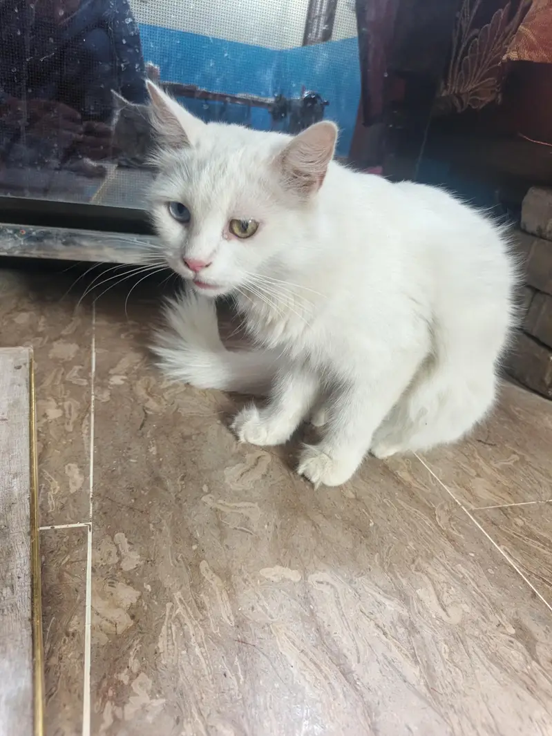 ghar ki pali hui cat hai chota bara washroom ja kr krti hai — photo 4