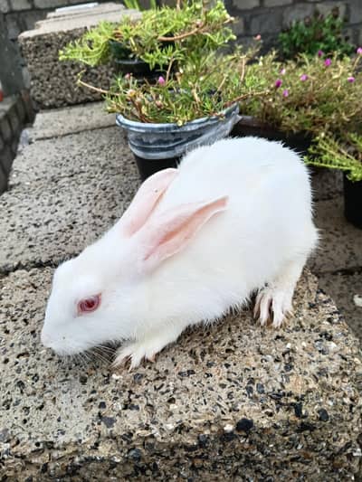 breader Rabbits