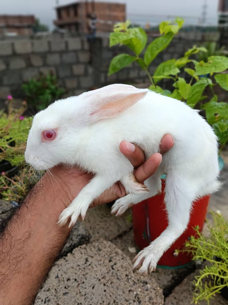 breader Rabbits 1