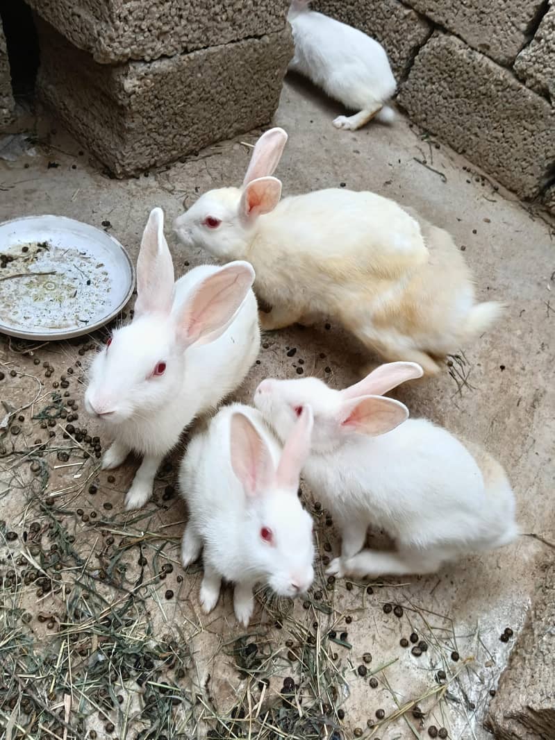 breader Rabbits 2