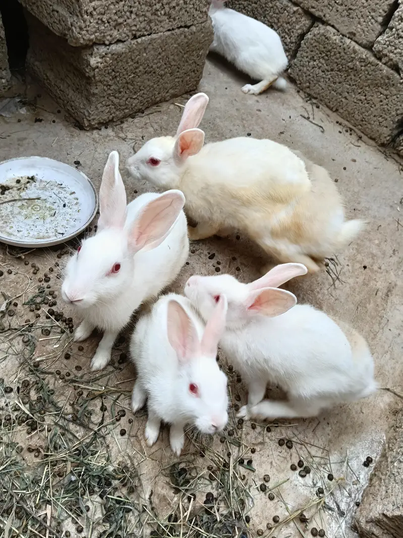 breader Rabbits — photo 3