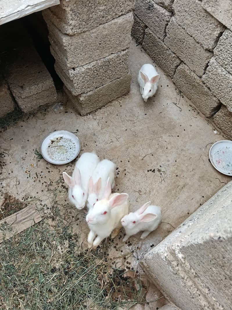 breader Rabbits 3