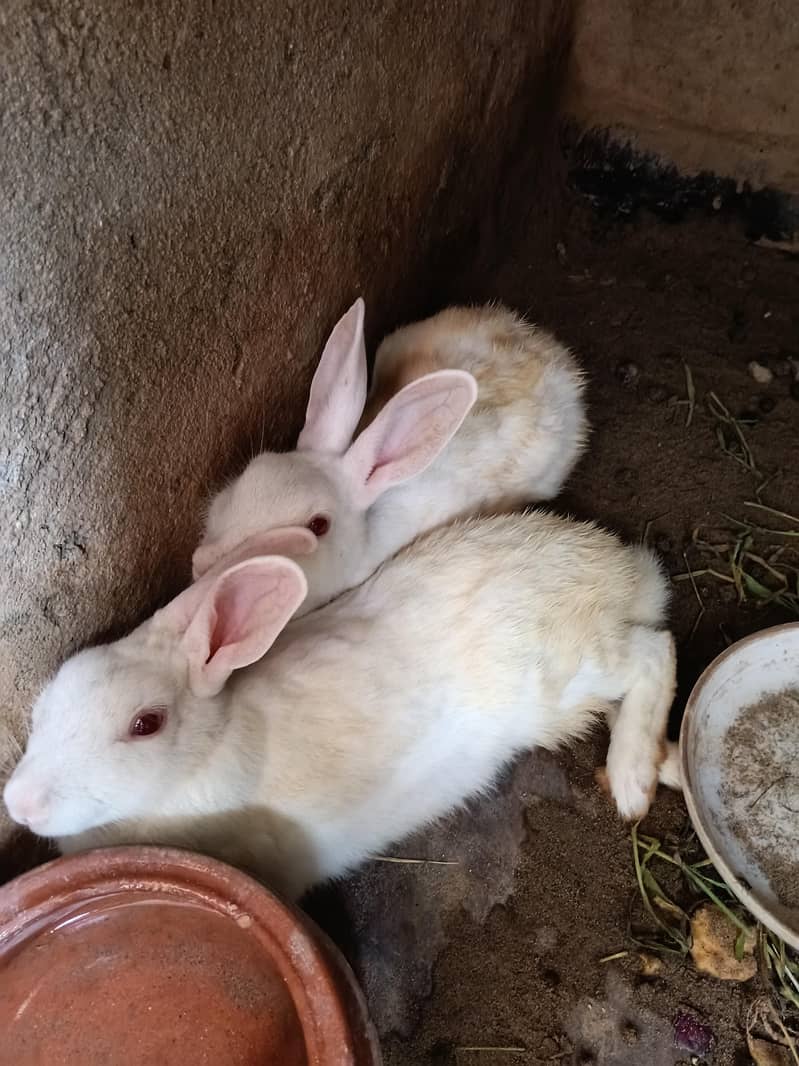 breader Rabbits 4
