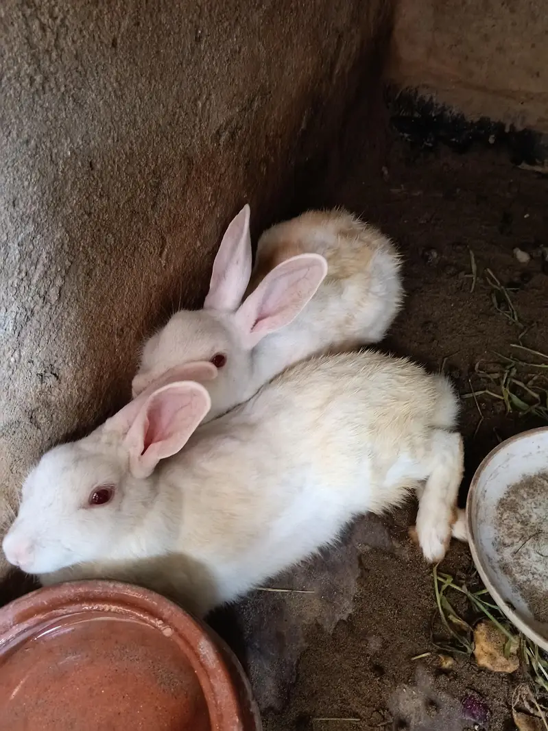 breader Rabbits — photo 5