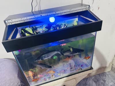 Fish  Aquarium