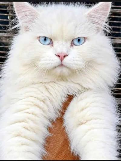 male cat Pershin