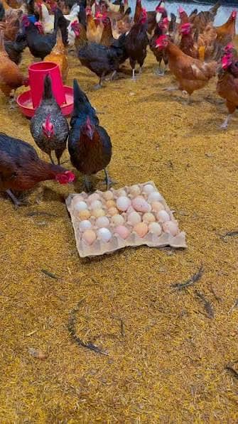 golden misri / Ande Dene Wali murgi / desi murghi / egg laying hen