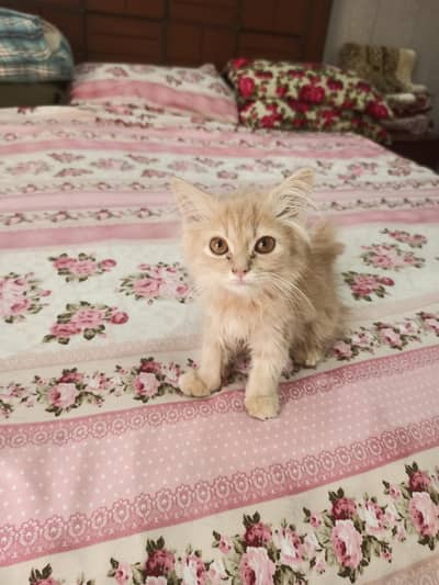 persoin cat