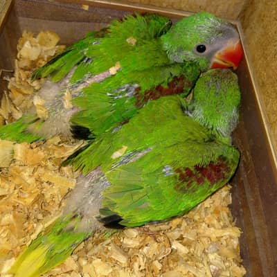 raw parrot chicks
