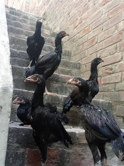 for sale urgent