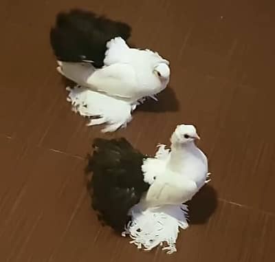 Indian Fantail Fancy Pigeon Pair For Sale