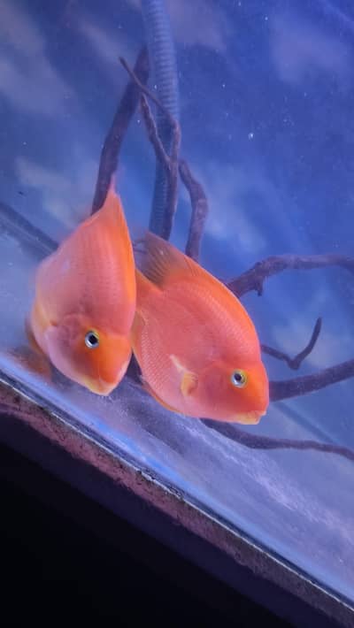 parrot fish