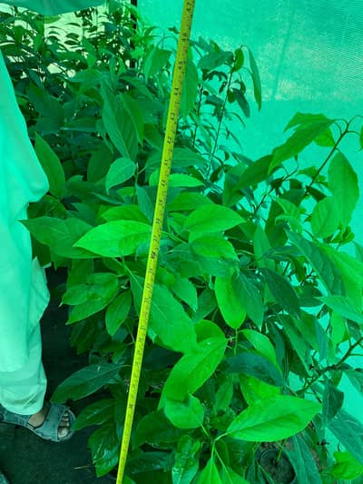 Avocado Plants available 1 year old