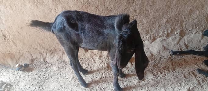 Black Bull