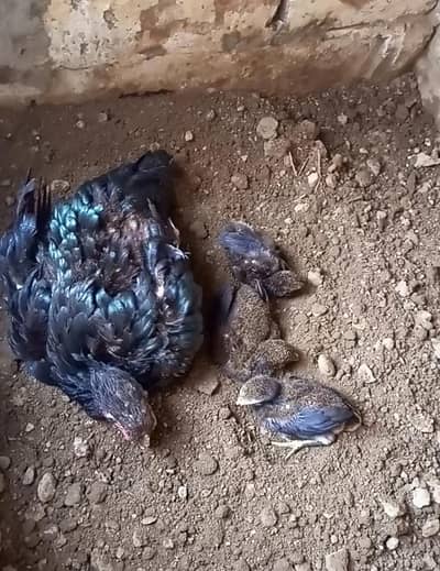 Thai Pakoya chicks available