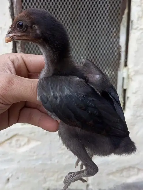 Thai Pakoya chicks available — photo 3