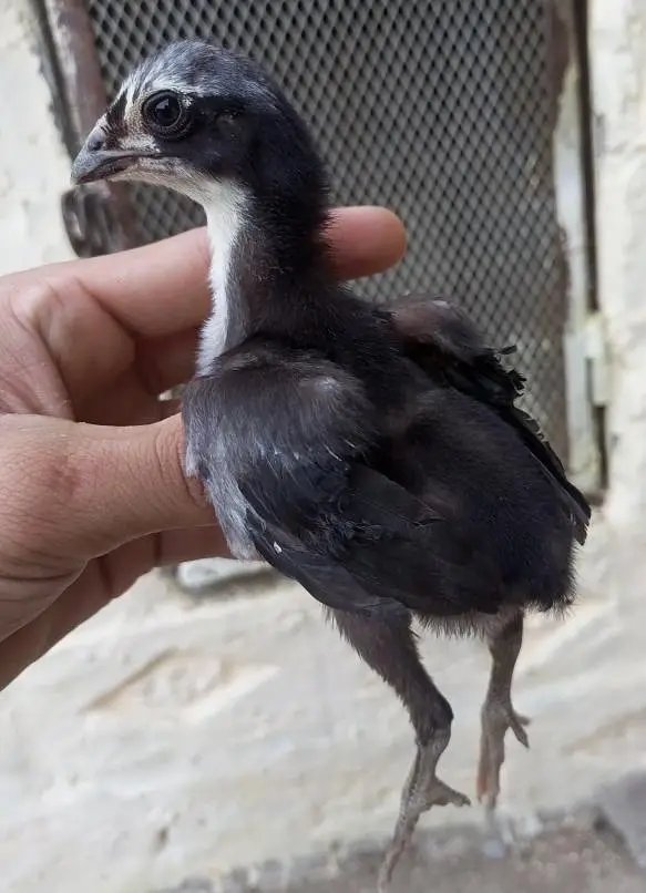 Thai Pakoya chicks available — photo 4