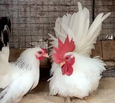 Japanese Bantam Fancy Hens For Sale