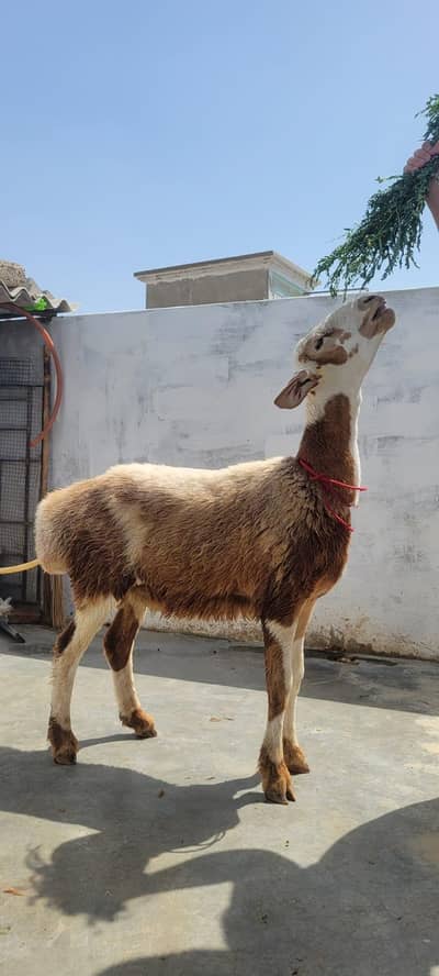 turkey dumba
