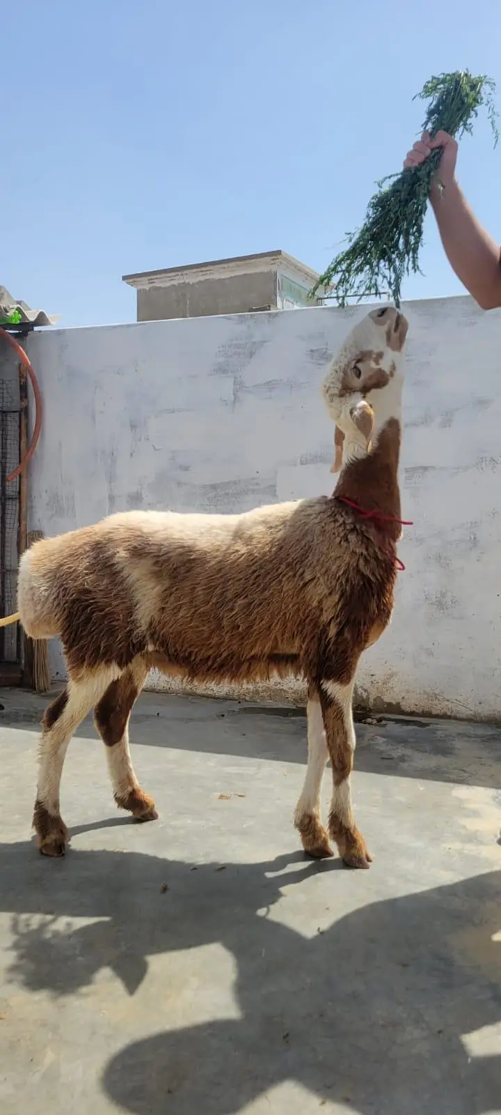 turkey dumba — photo 2