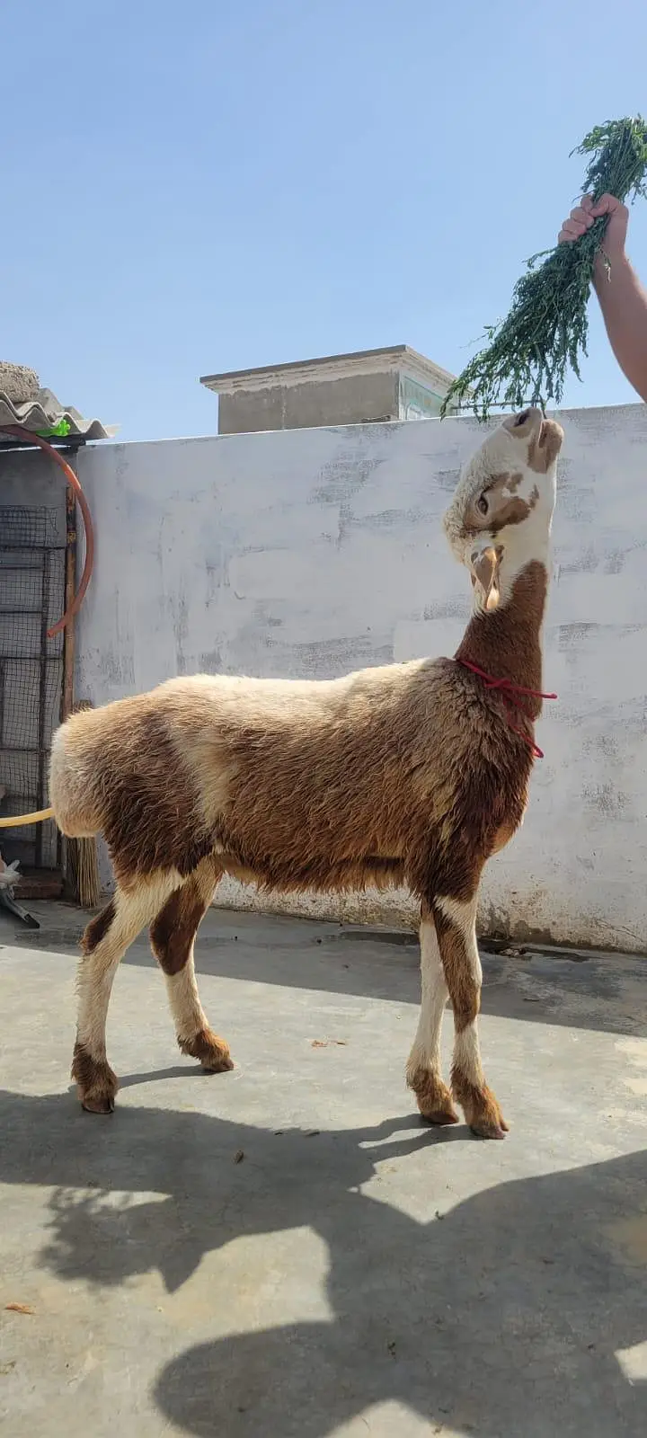 turkey dumba — photo 3