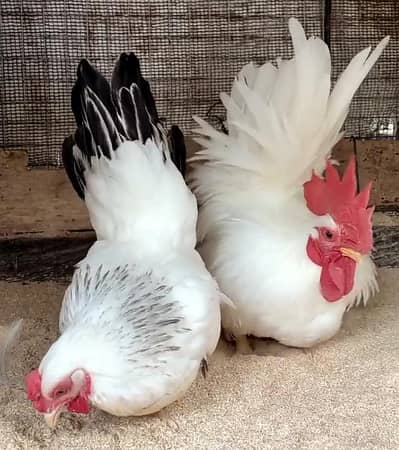 Japanese Bantam Fancy Hens For Sale