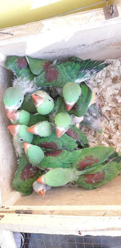 raw parrot chicks