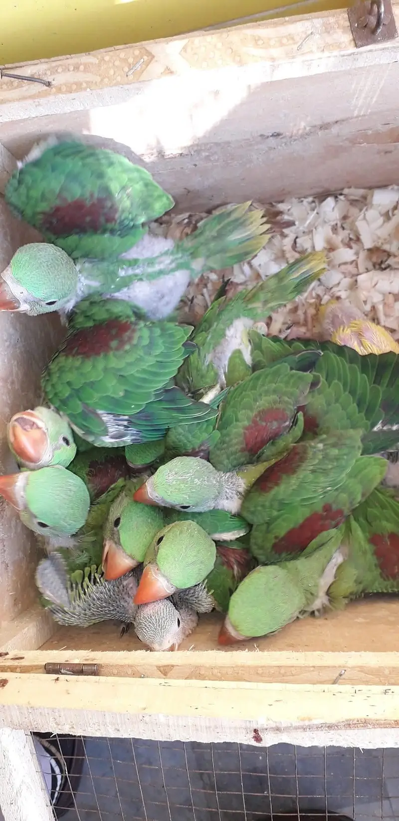 raw parrot chicks — photo 2