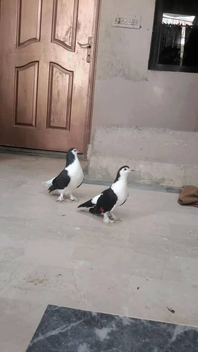confirm breeder pair he sherazi black cobra