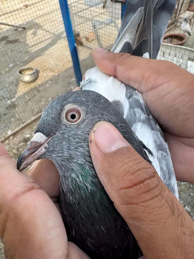 dub walay kasori jaaldar kamagar teddy bachay — photo 2