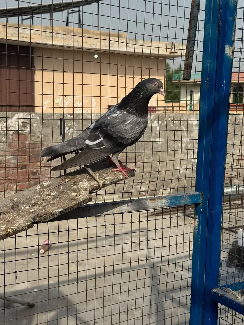 dub walay kasori jaaldar kamagar teddy bachay — photo 7