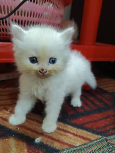 5 Persian cat baby or in ki mother for sale