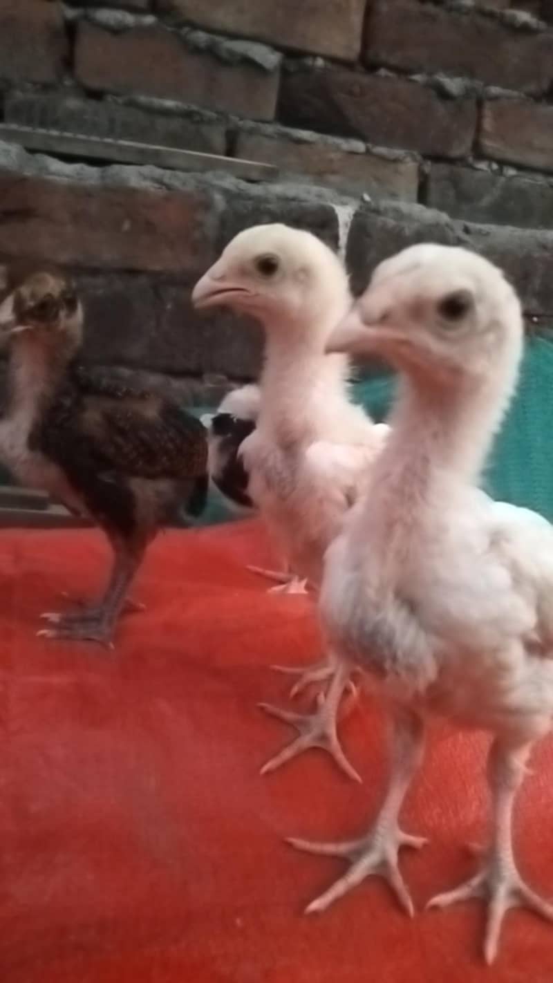 Aseel chicks 1