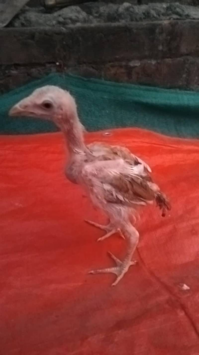 Aseel chicks 3