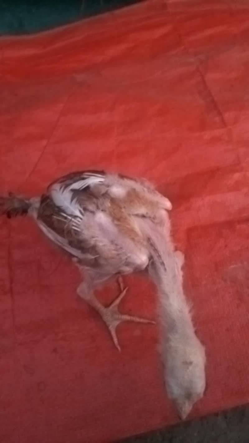 Aseel chicks 4