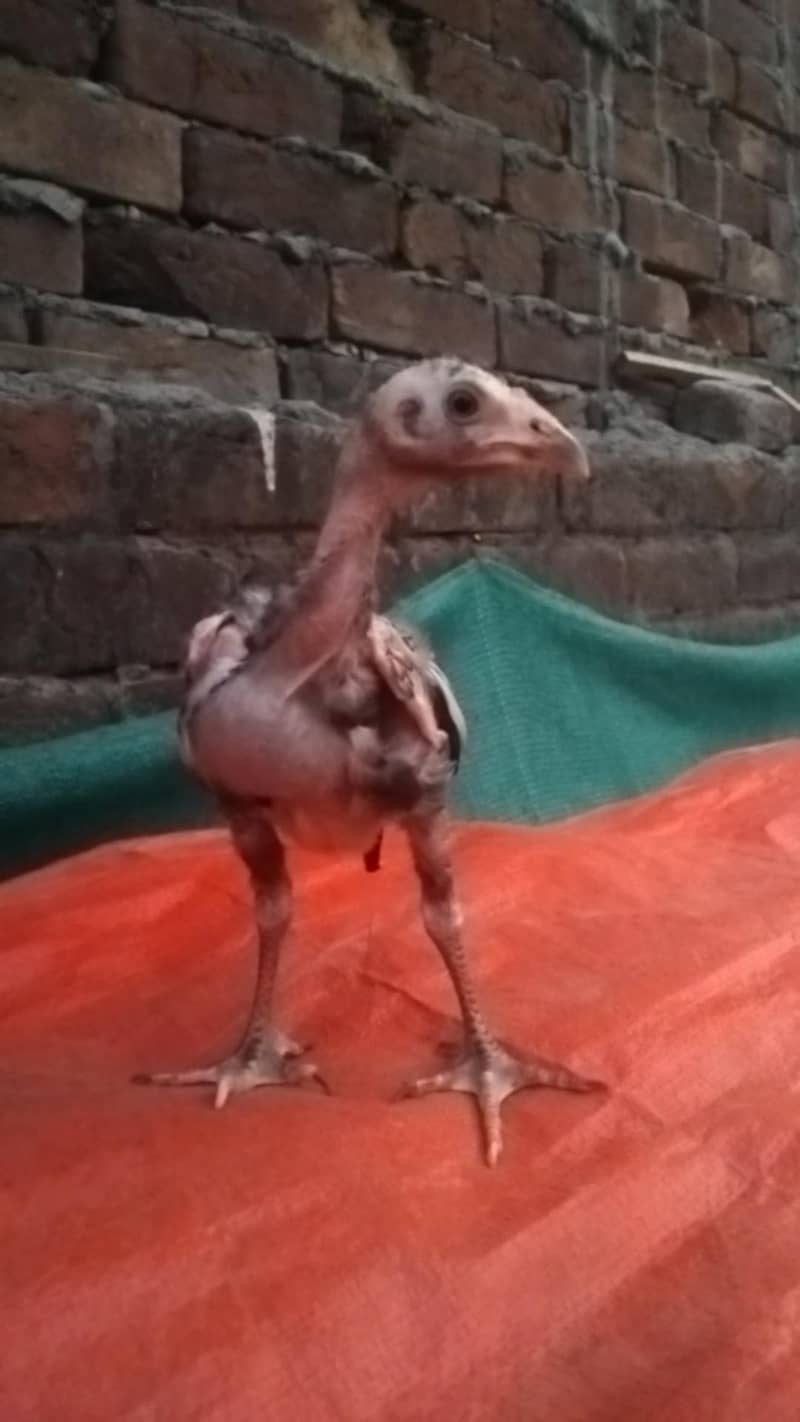 Aseel chicks 5