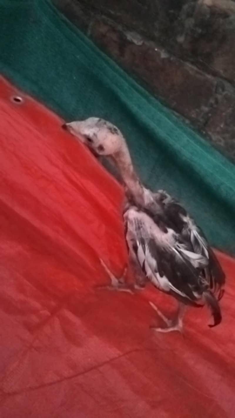 Aseel chicks 6