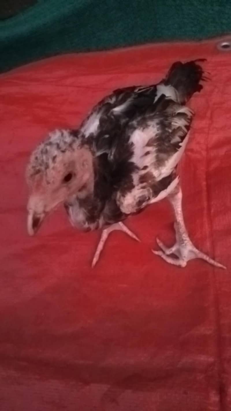 Aseel chicks 8