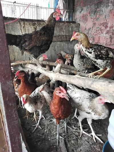 Golden Misri available