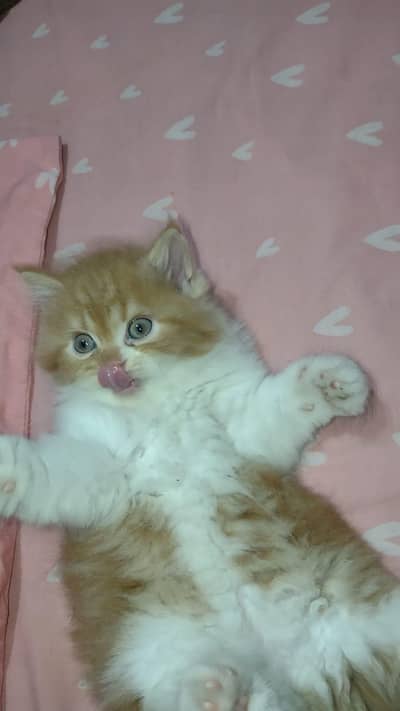 Persian kittens | triple coat | fluffy | 0305//54978//33