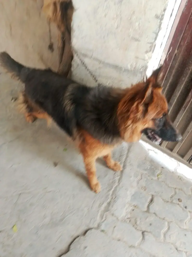 German shepherd female long coated — photo 2