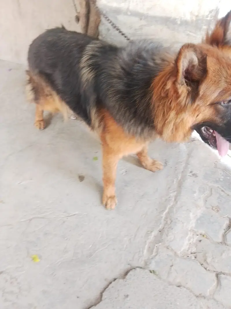 German shepherd female long coated — photo 3