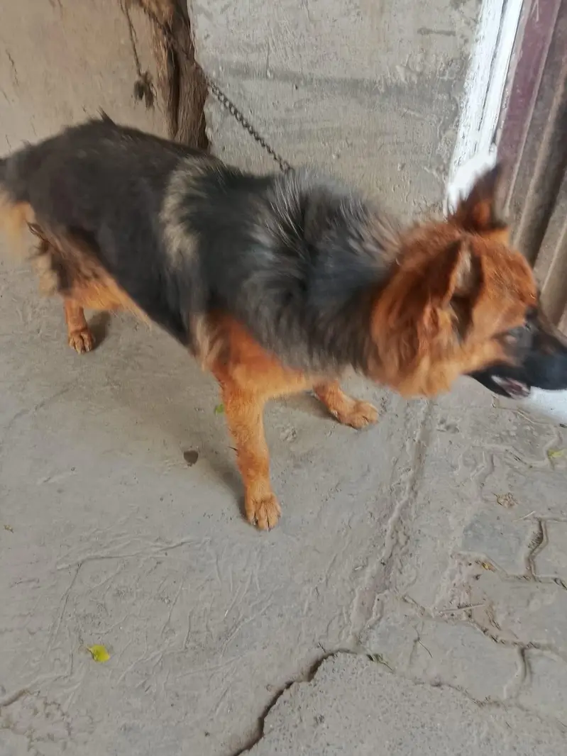 German shepherd female long coated — photo 4