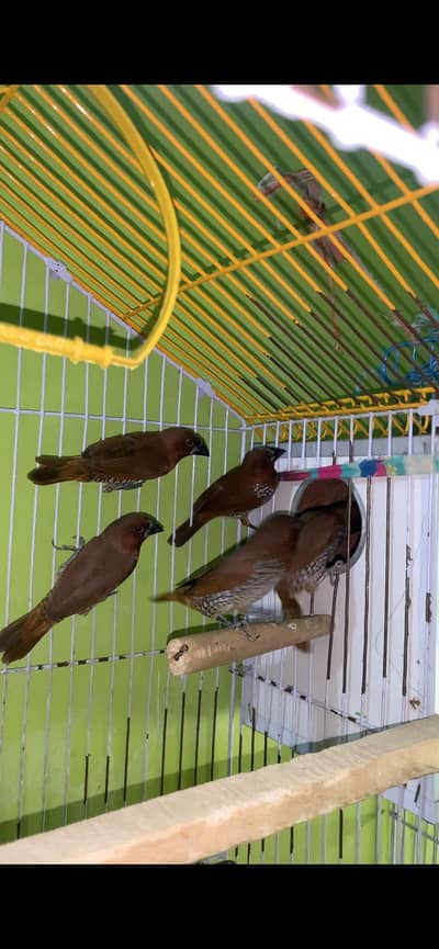 Euro binglise Finches